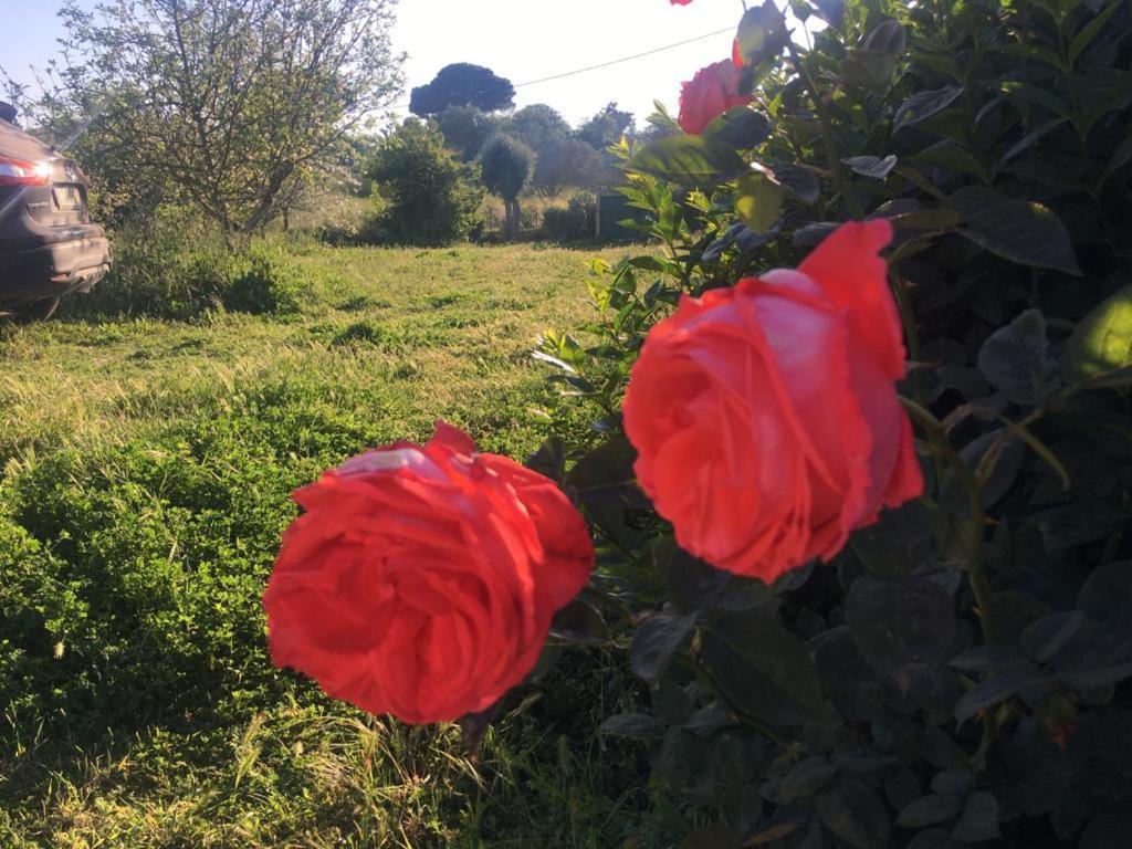Quinta Das Teimosas By Stay In Alentejo Cercal do Alentejo Eksteriør bilde